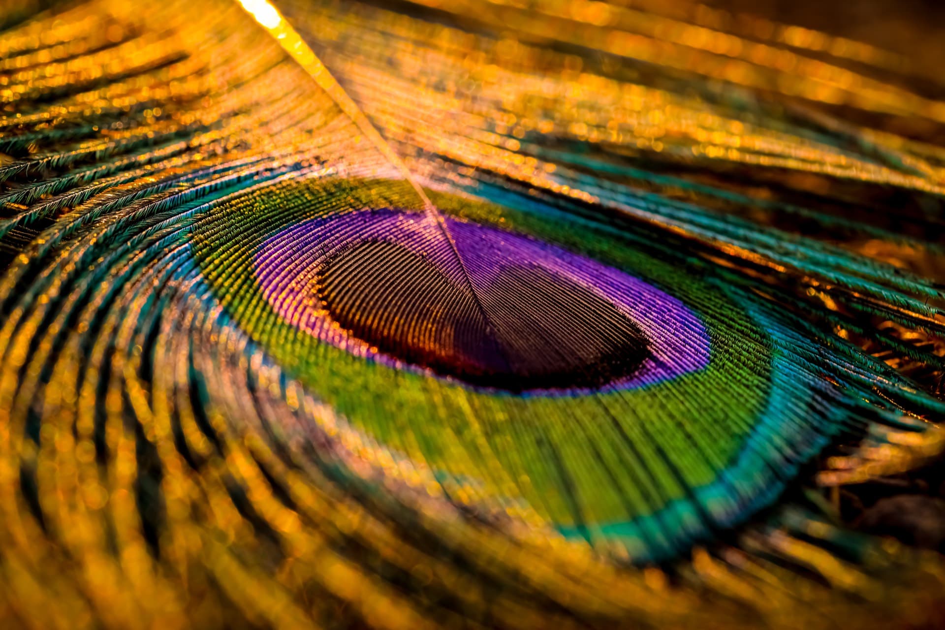 Peacock Feather Background